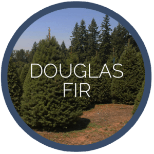 douglas fir