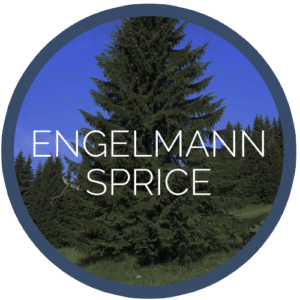 engelmann spruce